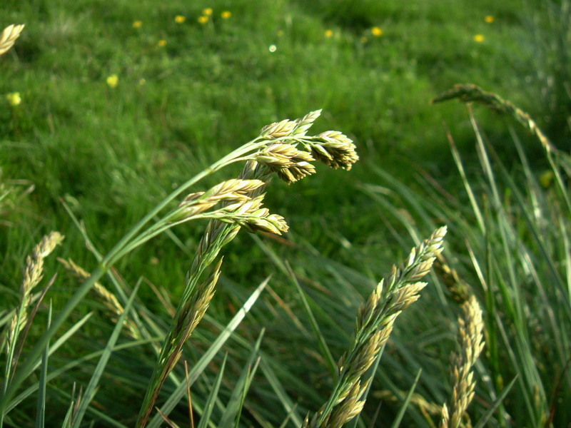 Erba da determinare - Festuca sp.